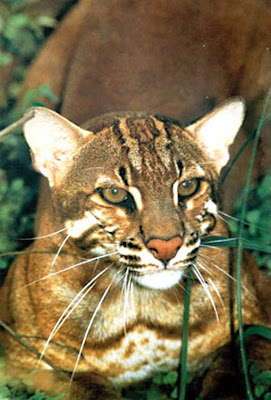 Berita Seputar Ciri-Ciri Binatang Hampir Punah